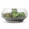 Budget ❤️ S64 Garden Faux Succulents in Glass Bowl Terrarium 🎉